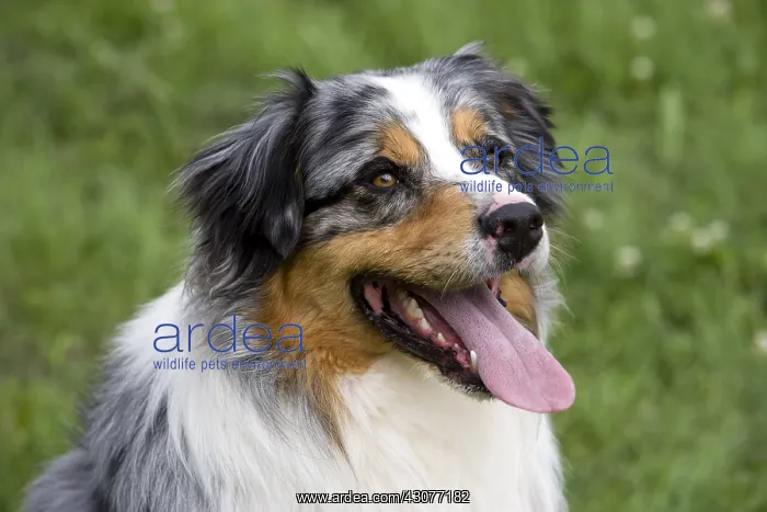 : Portrait of a Dog race Australian Shepherd France : Portrait of a Dog race Australian Shepherd France