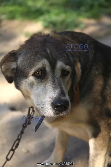  : Portrait of dog in a shelter SPA France