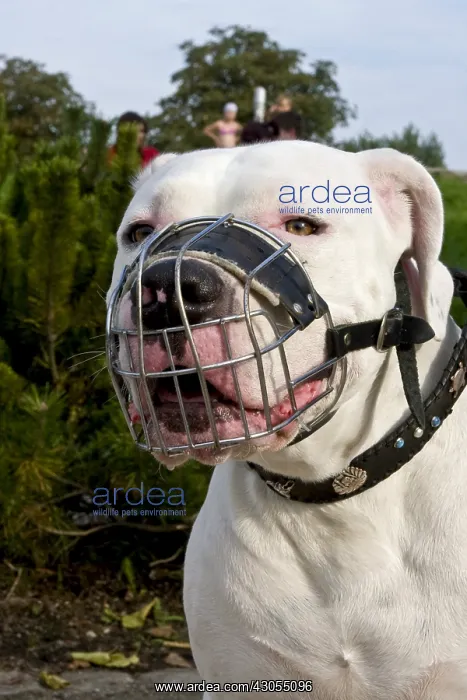 : Portrait of a Dogue Argentina with a metal muzzle : Portrait of a Dogue Argentina with a metal muzzle