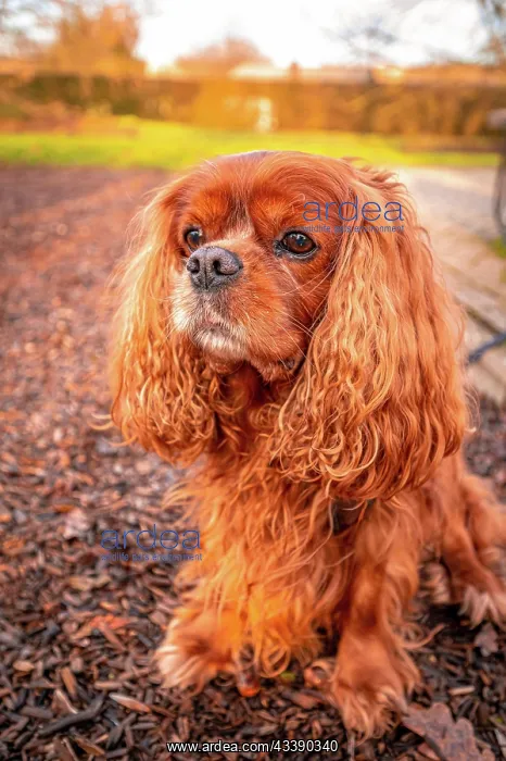 : Portrait of a domestic dog (Canis lupus familiaris) : Portrait of a domestic dog (Canis lupus familiaris)