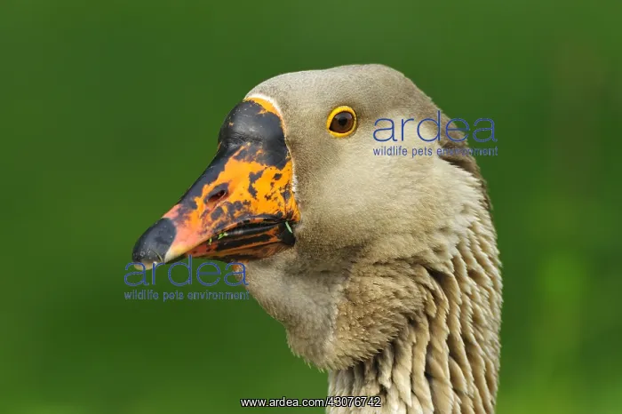 : Portrait of domestic goose Bourgogne France : Portrait of domestic goose Bourgogne France