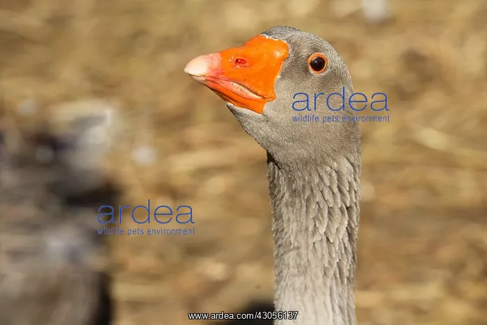 : Portrait of domestic Goose in a farmyard France : Portrait of domestic Goose in a farmyard France