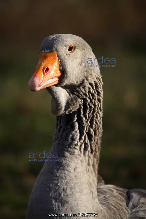  : Portrait of Domestic Goose France