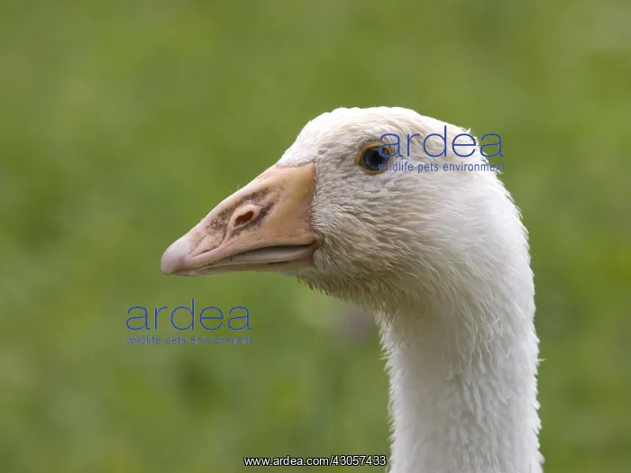 : Portrait of a domestic goose race Embden : Portrait of a domestic goose race Embden