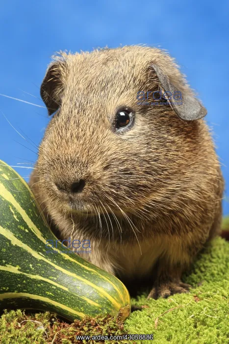 : Portrait of a Domestic Guinea pig in a decoration : Portrait of a Domestic Guinea pig in a decoration