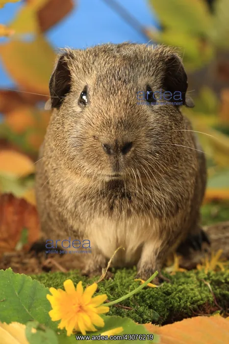 : Portrait of a Domestic Guinea pig in a decoration : Portrait of a Domestic Guinea pig in a decoration