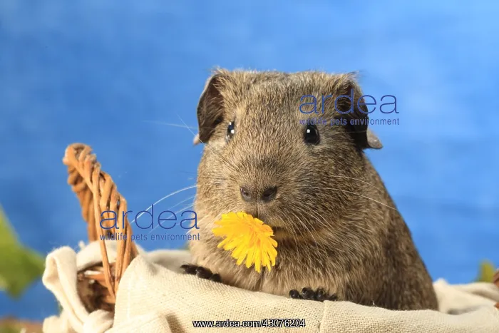 : Portrait of Domestic Guinea pig eating a flower in a basket : Portrait of Domestic Guinea pig eating a flower in a basket
