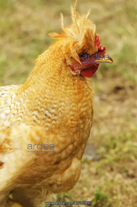 : Portrait of a domestic hen Serbia : Portrait of a domestic hen Serbia