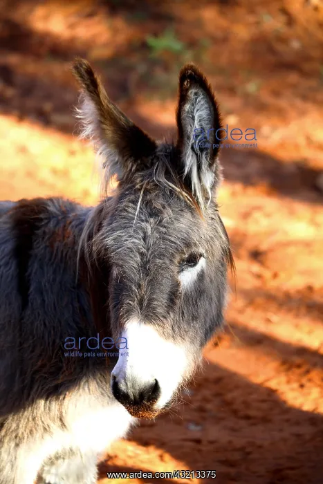 : Portrait of a Donkey in career ocher Provence France : Portrait of a Donkey in career ocher Provence France