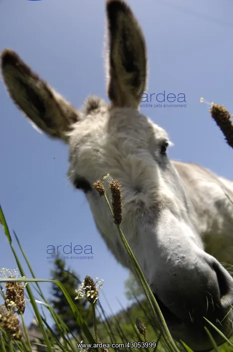 : Portrait of a donkey in a meadow Lozere France : Portrait of a donkey in a meadow Lozere France