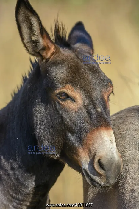 : Portrait of a donkey in pasture in summer. Alsace : Portrait of a donkey in pasture in summer. Alsace