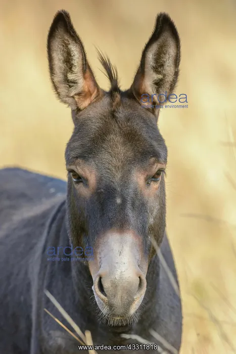 : Portrait of a donkey in pasture in summer. Alsace : Portrait of a donkey in pasture in summer. Alsace