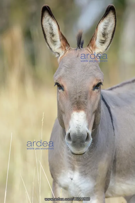 : Portrait of a donkey in pasture in summer. Alsace : Portrait of a donkey in pasture in summer. Alsace