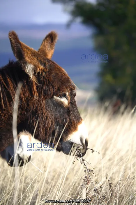  : Portrait of a Donkey in the tall grass Provence France