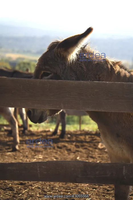 : Portrait of Donkey behind a wooden fence France : Portrait of Donkey behind a wooden fence France
