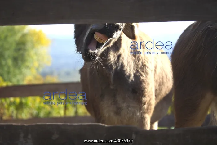 : Portrait of Donkey behind a wooden fence France : Portrait of Donkey behind a wooden fence France