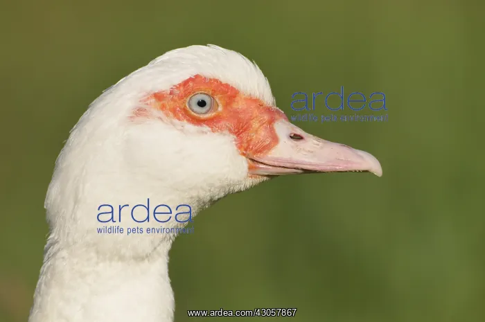 : Portrait of a duck in Haute-Normandie France : Portrait of a duck in Haute-Normandie France