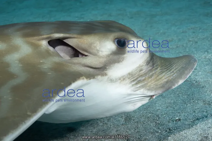 : Portrait of Duckbill ray (Pteromylaeus bovinus) : Portrait of Duckbill ray (Pteromylaeus bovinus)