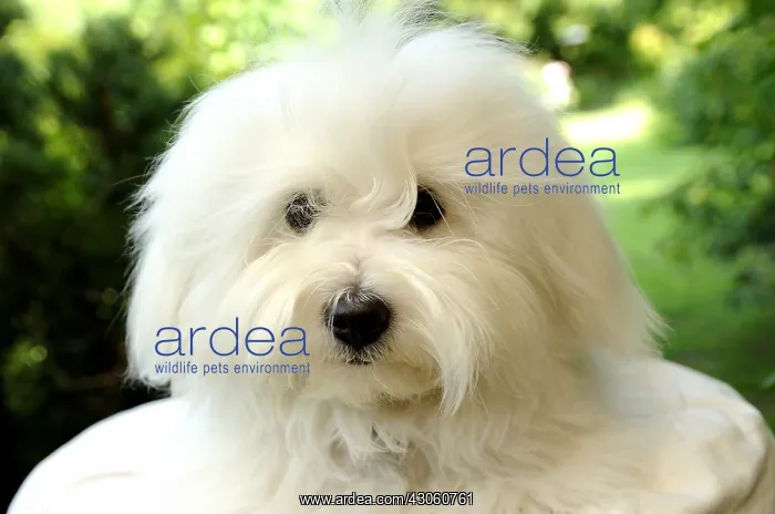 : Portrait d'un Coton de Tulear for 10 months : Portrait d'un Coton de Tulear for 10 months