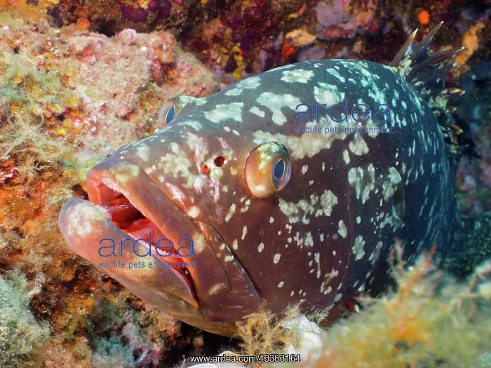 : Portrait of dusky grouper (Epinephelus marginatus) : Portrait of dusky grouper (Epinephelus marginatus)