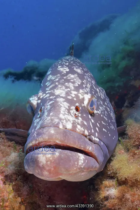  : Portrait of dusky grouper (Epinephelus marginatus)
