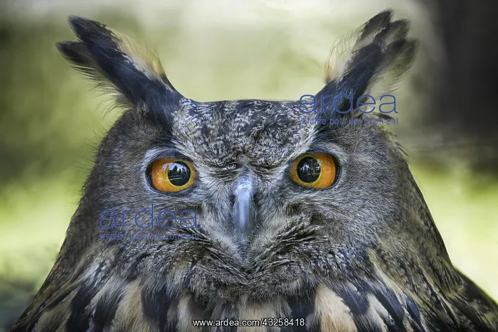 : Portrait of Eagle Owl (Bubo bubo), Italy : Portrait of Eagle Owl (Bubo bubo), Italy