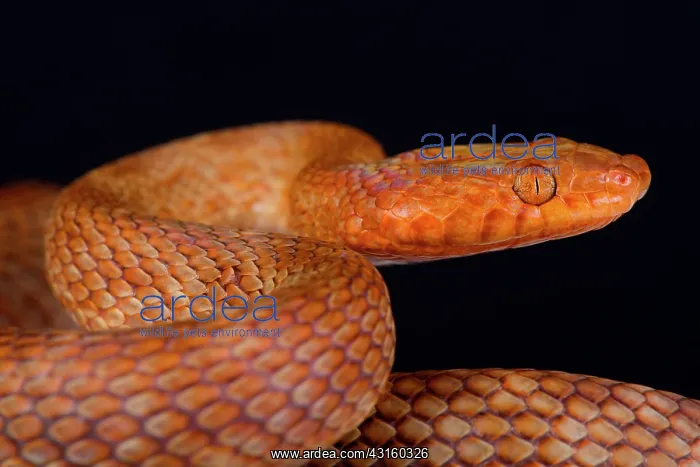 : Portrait of Egyptian cat snake (Telescopus dhara : Portrait of Egyptian cat snake (Telescopus dhara