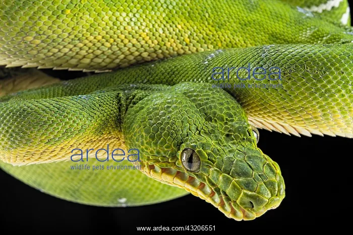 : Portrait of Emerald tree boa (Corallus caninus) : Portrait of Emerald tree boa (Corallus caninus)