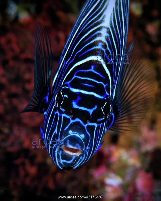 : Portrait of Emperor angelfish (Pomacanthus imperator) : Portrait of Emperor angelfish (Pomacanthus imperator)