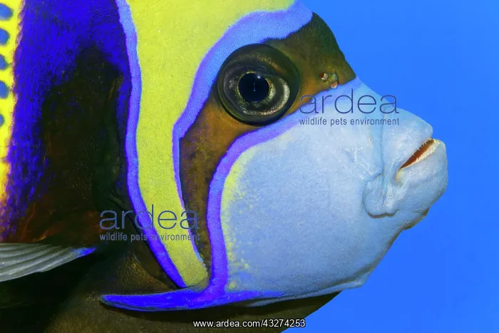 : Portrait emperor angelfish (Pomacanthus imperator) : Portrait emperor angelfish (Pomacanthus imperator)