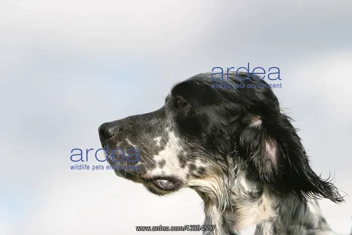 : Portrait of an English Setter France : Portrait of an English Setter France
