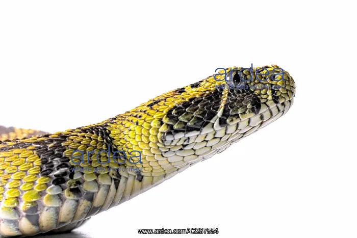 : Portrait of Ethiopian mountain adder (Bitis parviocula) : Portrait of Ethiopian mountain adder (Bitis parviocula)