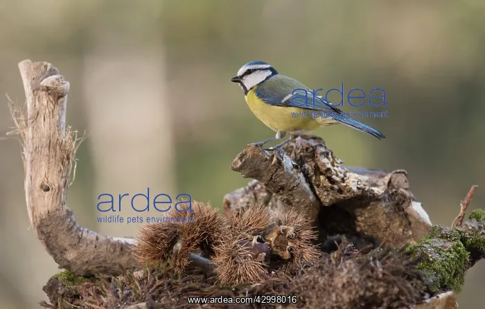 : Portrait of Eurasian blue tit, (Cyanistes caeruleus) : Portrait of Eurasian blue tit, (Cyanistes caeruleus)