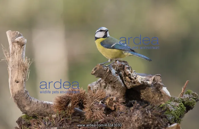 : Portrait of Eurasian blue tit, (Cyanistes caeruleus) : Portrait of Eurasian blue tit, (Cyanistes caeruleus)