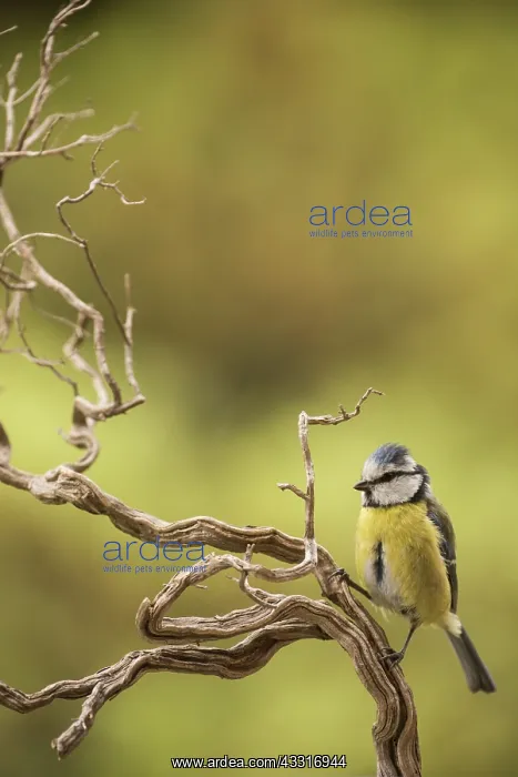 : Portrait of Eurasian blue tit, (Cyanistes caeruleus) : Portrait of Eurasian blue tit, (Cyanistes caeruleus)