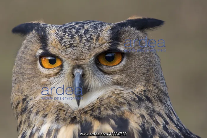 : Portrait of an Eurasian Eagle Owl, Bubo bubo : Portrait of an Eurasian Eagle Owl, Bubo bubo
