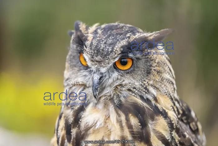 : Portrait of an Eurasian eagle-owl (Bubo bubo) : Portrait of an Eurasian eagle-owl (Bubo bubo)