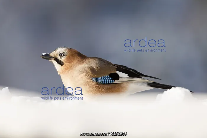 : Portrait of an Eurasian jay (Garrulus glandarius) : Portrait of an Eurasian jay (Garrulus glandarius)