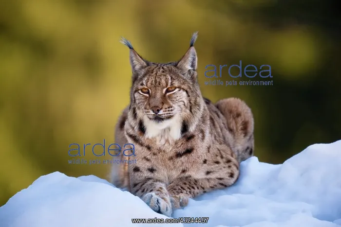 : Portrait of Eurasian Lynx (Lynx lynx), subspecies : Portrait of Eurasian Lynx (Lynx lynx), subspecies