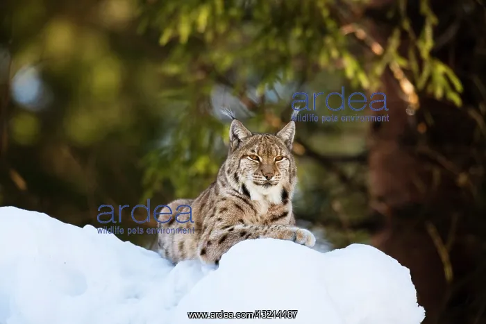 : Portrait of Eurasian Lynx (Lynx lynx), subspecies : Portrait of Eurasian Lynx (Lynx lynx), subspecies