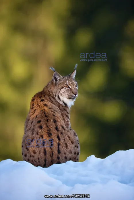 : Portrait of Eurasian Lynx (Lynx lynx), subspecies : Portrait of Eurasian Lynx (Lynx lynx), subspecies