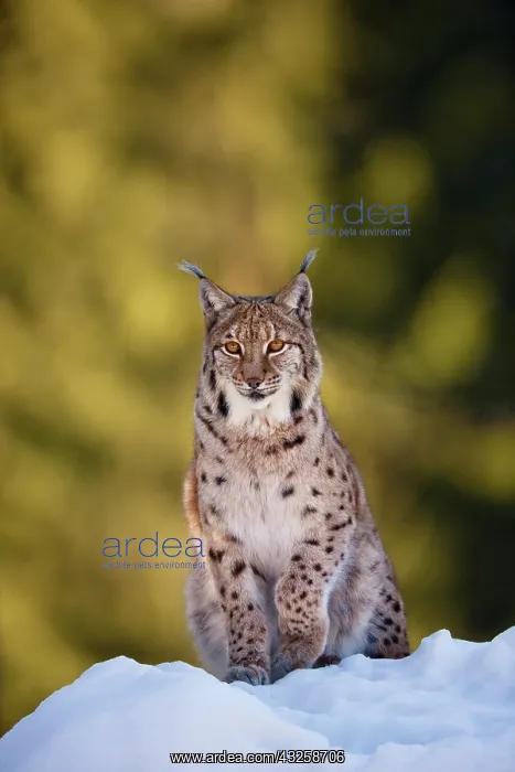 : Portrait of Eurasian Lynx (Lynx lynx), subspecies : Portrait of Eurasian Lynx (Lynx lynx), subspecies