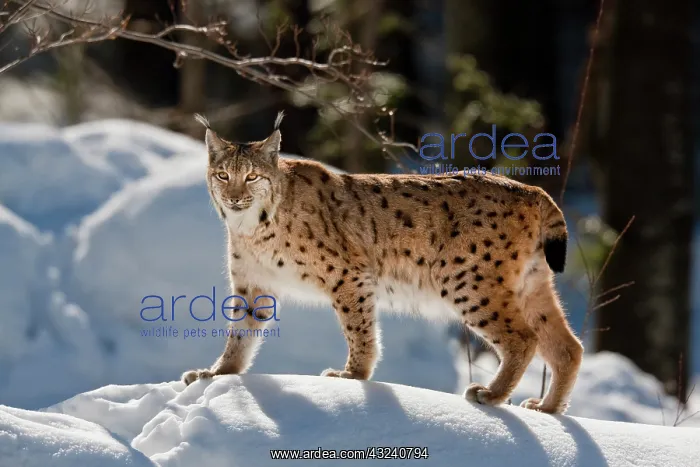 : Portrait of Eurasian Lynx (Lynx lynx) walking : Portrait of Eurasian Lynx (Lynx lynx) walking