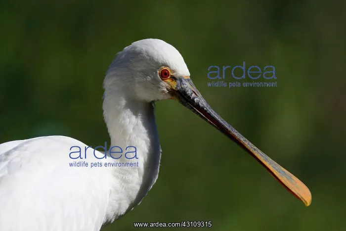  : Portrait of Eurasian Spoonbill (Platalea leucorodia)