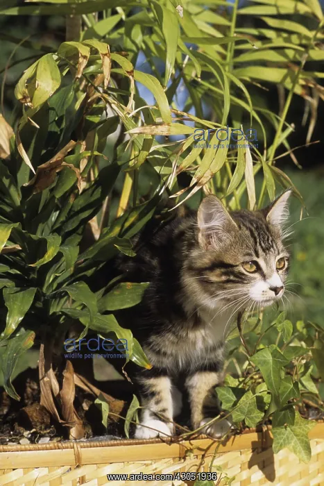 : Portrait of a European kitten outdoors Charente France : Portrait of a European kitten outdoors Charente France