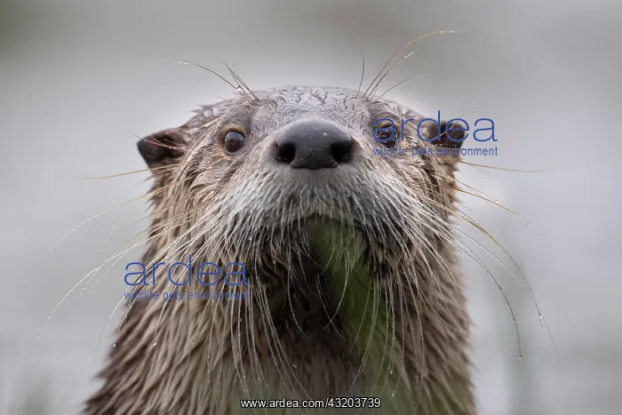 : Portrait of an european otter (Lutra lutra), Neuhaus : Portrait of an european otter (Lutra lutra), Neuhaus