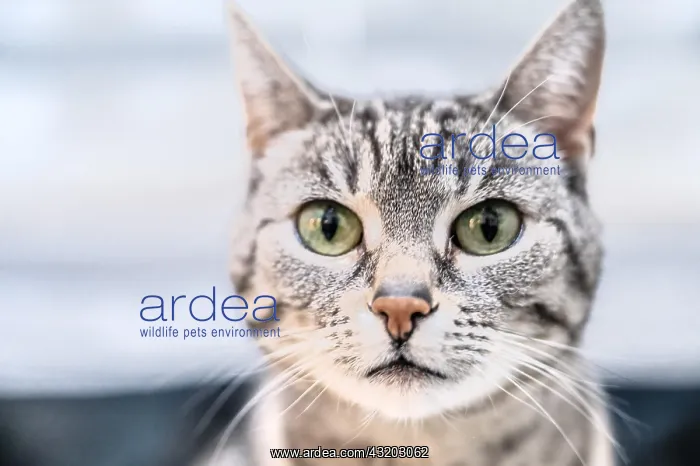 : Portrait of a European shorthaired felidae (Felis : Portrait of a European shorthaired felidae (Felis