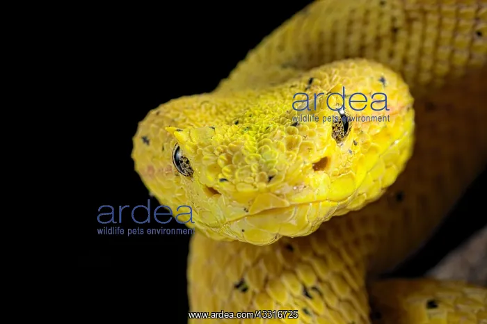 : Portrait of Eyelash viper (Bothriechis schlegelii) : Portrait of Eyelash viper (Bothriechis schlegelii)