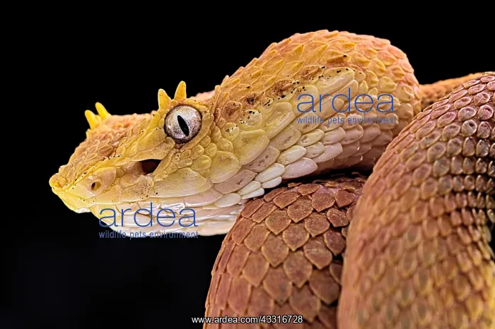 : Portrait of Eyelash viper (Bothriechis schlegelii) : Portrait of Eyelash viper (Bothriechis schlegelii)