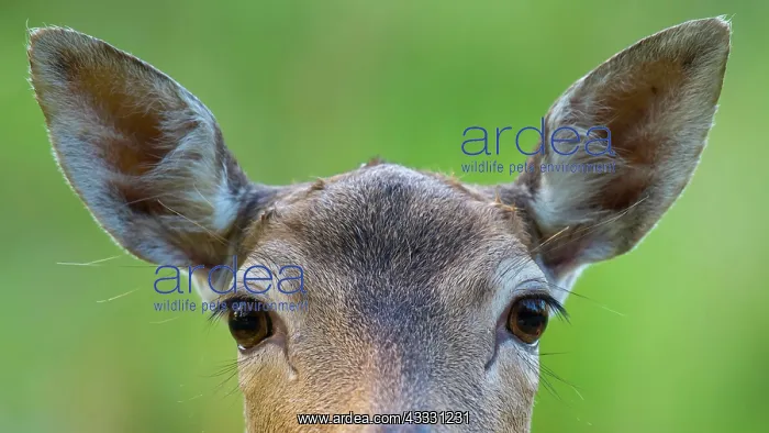 : Portrait of a Fallow deer ( dama dama) eyes, look : Portrait of a Fallow deer ( dama dama) eyes, look